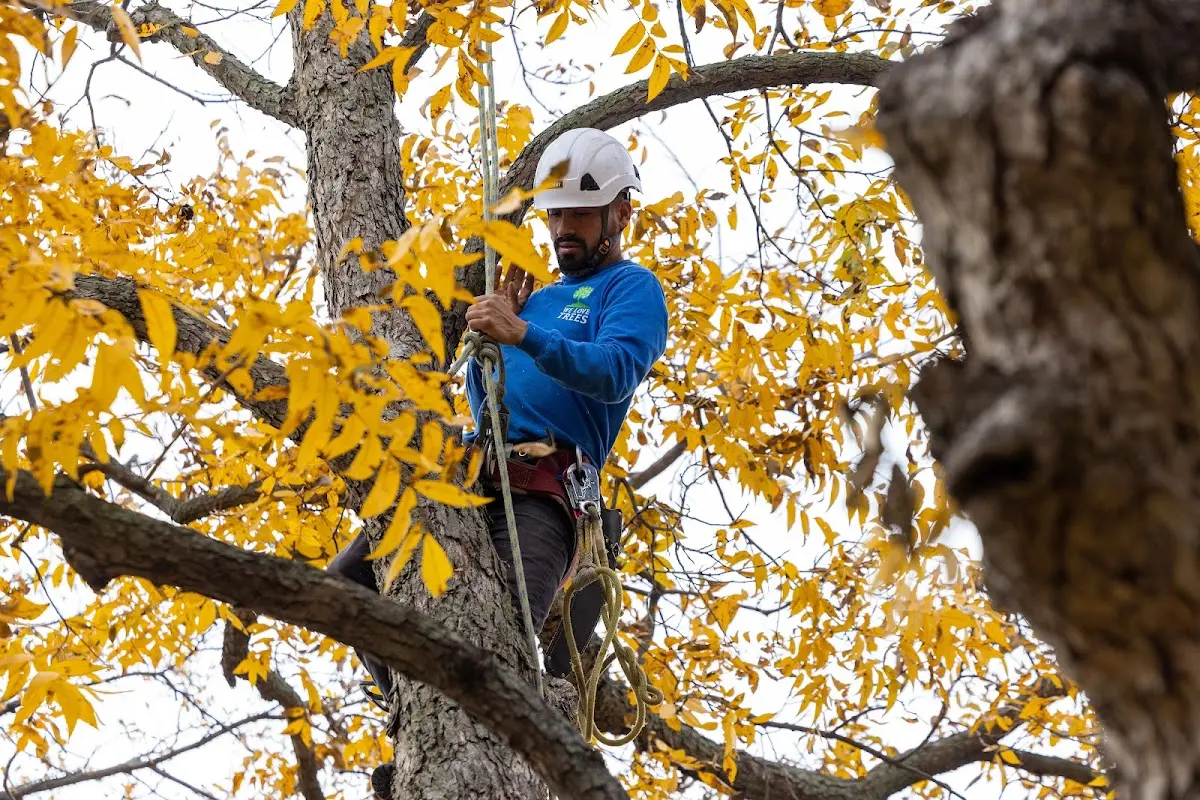 Skilled Storm Damage Cleanup crew working in Rogue River